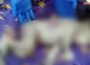 Bayi Dibuang di Kebun Teh