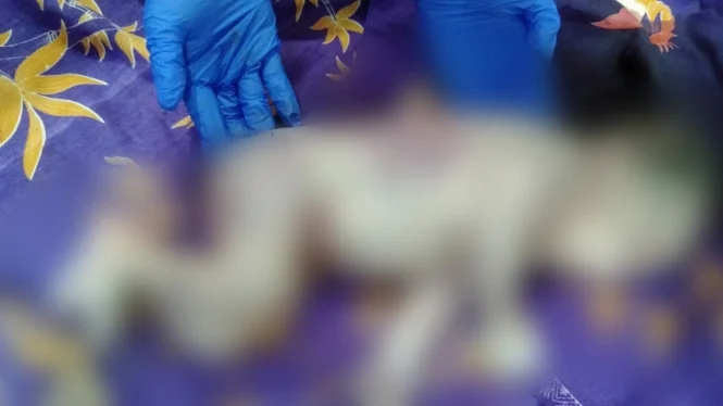 Bayi Dibuang di Kebun Teh