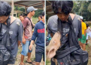 Malu! Pencuri Diarak Sambil Gendong Babi