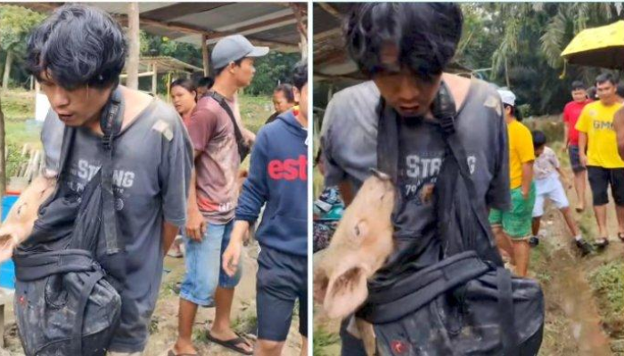 Malu! Pencuri Diarak Sambil Gendong Babi