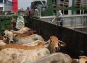 Jelang Idul Adha, Pemerintah Impor Daging Sapi Capai 46 Ribu Ton