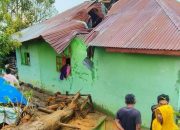 Pohon Pinus Tumbang di Taput, 1 Orang Tewas 8 Luka