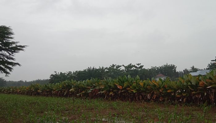 BMKG Wanti-Wanti Masyarakat Waspadai Cuaca Ekstrem sampai Natal dan Tahun Baru