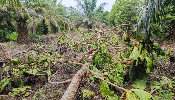 Ribuan Pohon di Kawasan Hutan Langkat Ditebang, Petani Minta Perlindungan Presiden dan Tindakan Tegas
