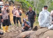 Satu Ekor Gajah Sumatera Ditemukan Mati di TNGL Dekat Perkebunan