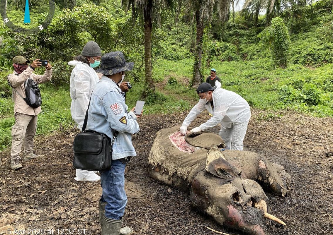 Gajah Sumatera Mati