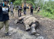 Gajah Sumatera Mati, BBKSDA: Kerugian Bagi Kita Semua