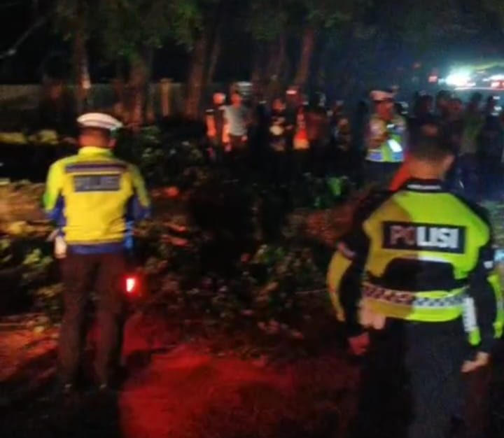 Pohon tumbang di Langkat