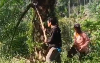 Pencurian Sawit di Sumut Kian Meresahkan Gegara Narkoba, Petani hingga Perusahaan Alami Kerugian