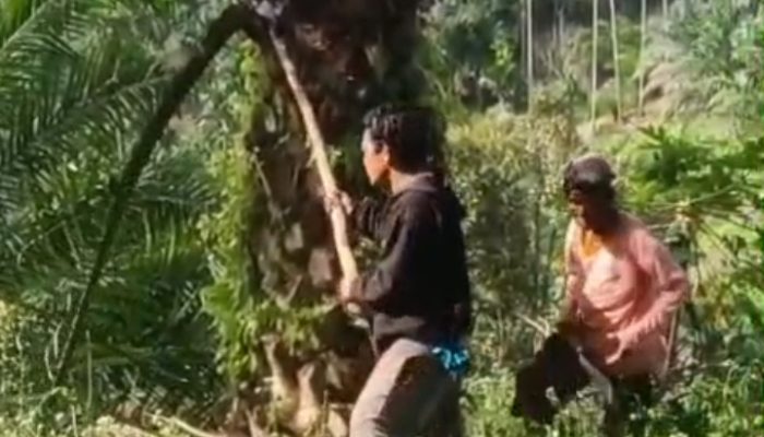 Pencurian Sawit di Sumut Kian Meresahkan Gegara Narkoba, Petani hingga Perusahaan Alami Kerugian