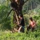 Pencurian Sawit di Sumut Kian Meresahkan Gegara Narkoba, Petani hingga Perusahaan Alami Kerugian