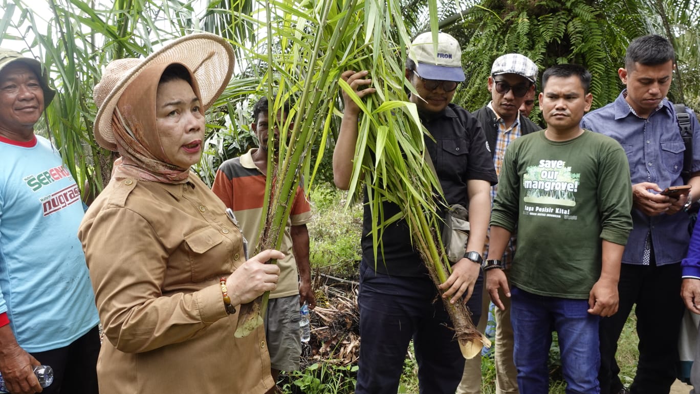 Dinas LHK Sumut Cabut 2.000 Batang Sawit Ilegal di Wilayah Perhutanan Sosial Kwala Serapuh