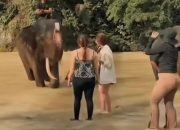 Wisata Tangkahan Ramai, Wisatawan Asal Jakarta Keluhkan Banyaknya Retribusi 