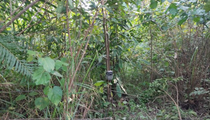 5 Sapi Warga di Sei Lepan Mati, BKSDA Pasang Kamera Jebak Intip Harimau