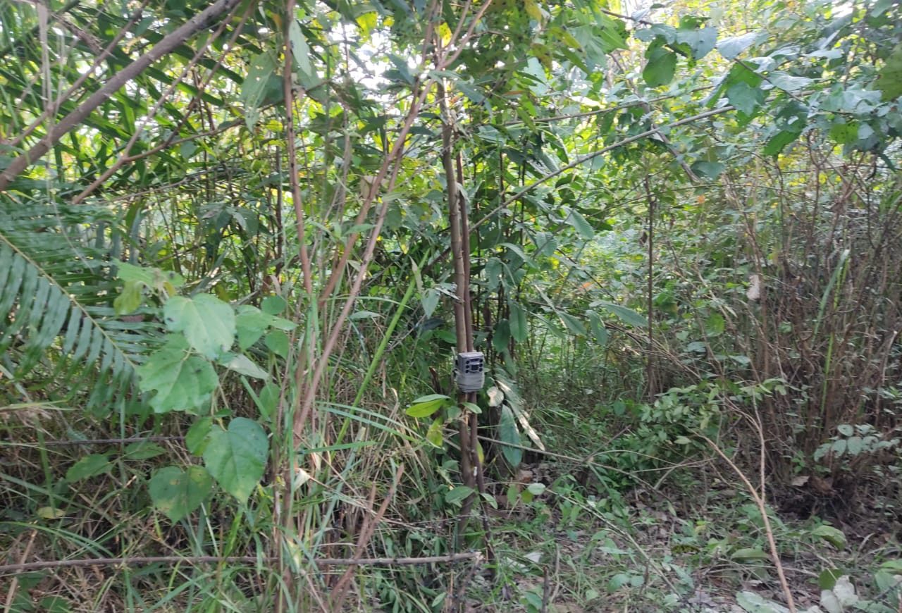 5 Sapi Warga di Sei Lepan Mati