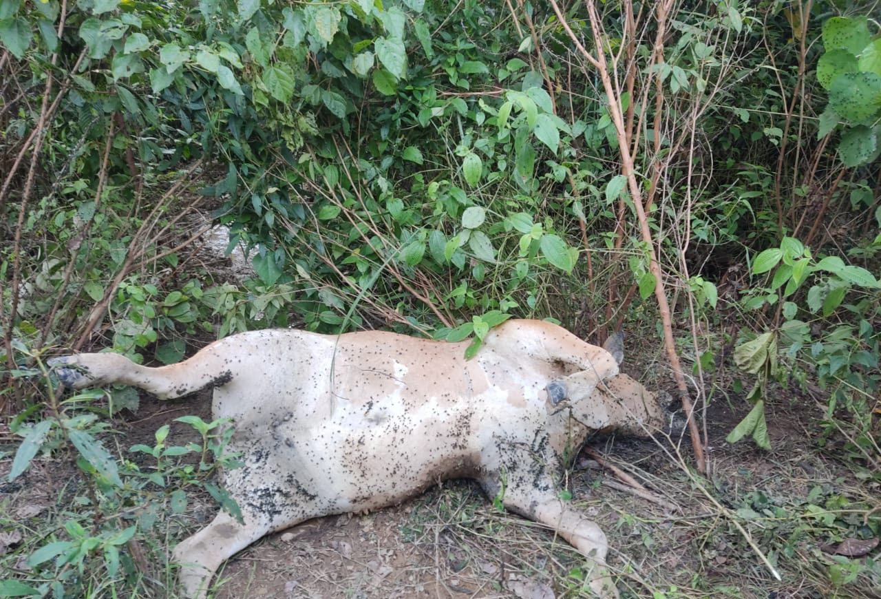 Harimau Mati di Langkat