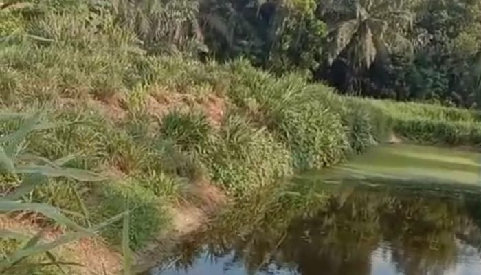 Warga Keluhkan Limbah Pabrik Kelapa Sawit PT GEP, DLH Diminta Bertindak