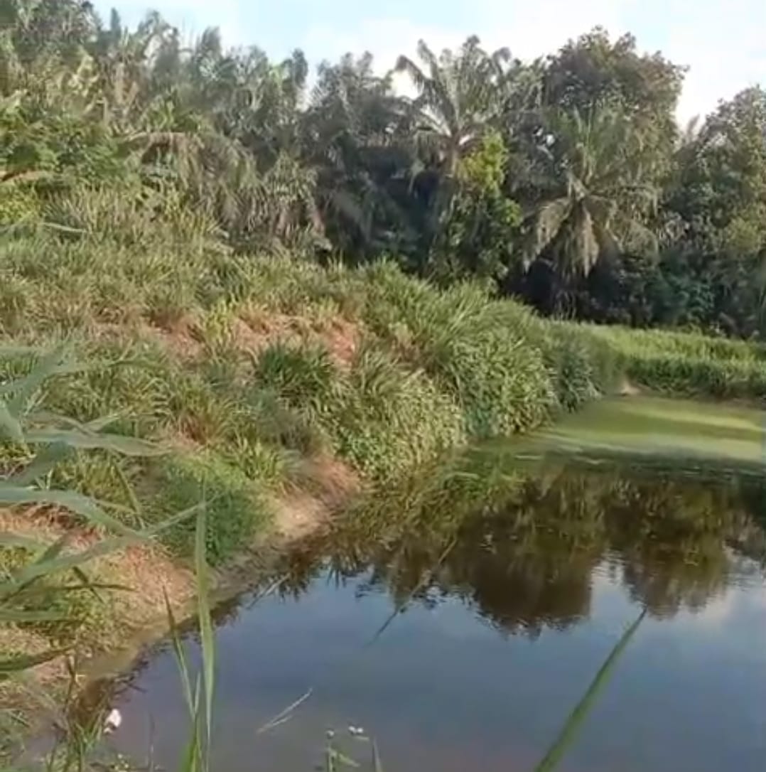 Limbah pabrik Kelapa Sawit PT GEP