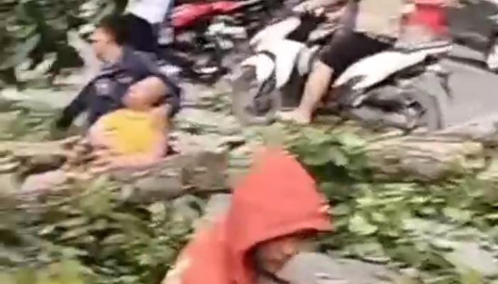 Tiga Pengendara Tertimpa Pohon Tumbang di Titi Penceng Stabat, Alami Luka Berat
