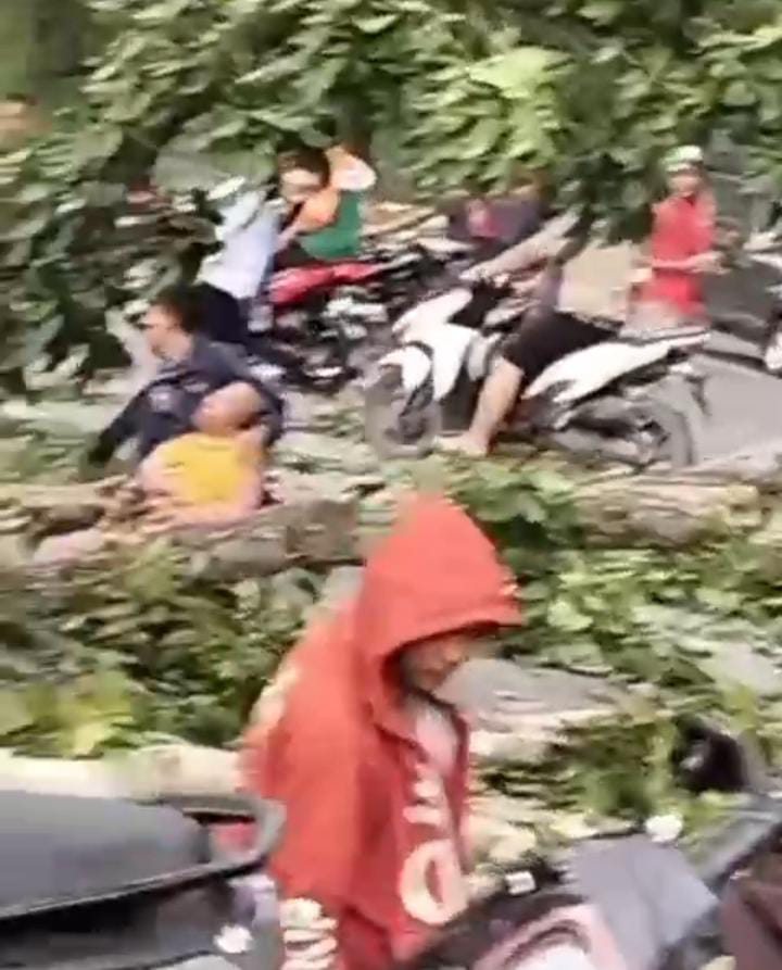 Pohon Tumbang di Stabat