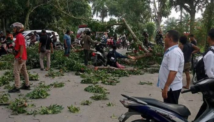 Kadis LH Sebut Pohon Tumbang Timpa Warga Merupakan Bencana Alam, Siap Dipanggil DPRD