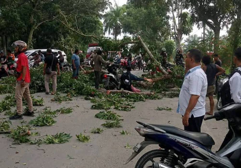 Pohon Tumbang di Titi Penceng Stabat