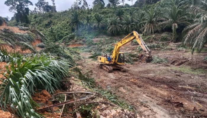 Satgas Garuda PKH Tumbangkan Sawit Ilegal di Kawasan TNGL Aceh, Siap-Siap Langkat