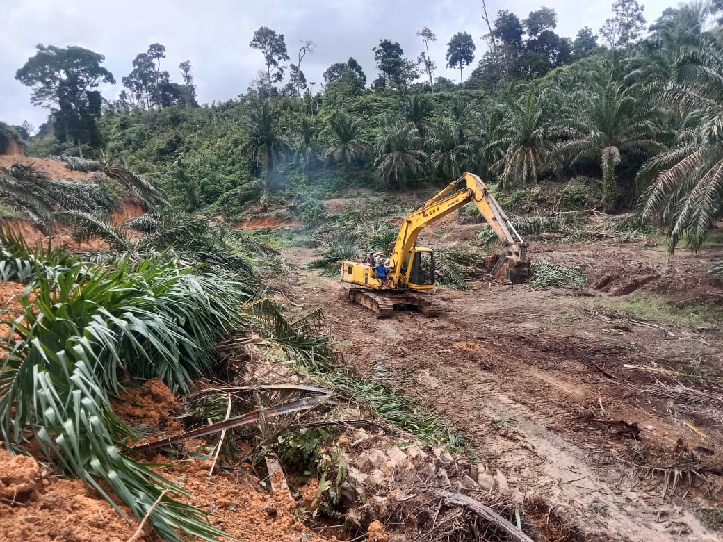 Satgas Garuda PKH Tumbang Sawit Ilegal di Kawasan TNGL Aceh