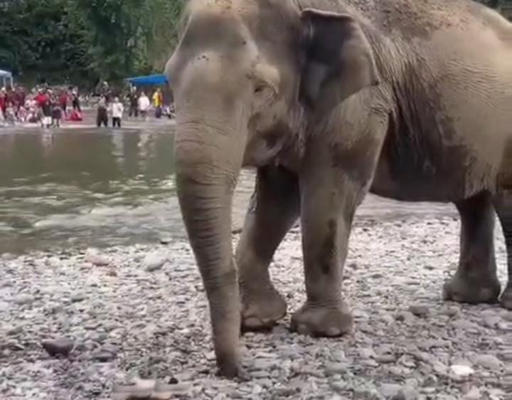 Pengunjung Wanita Kena Tendang Gajah di Tangkahan