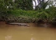Buaya Muncul di Sungai Besitang, Warga Heboh