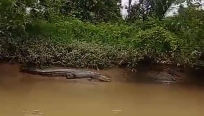 Buaya Muncul di Sungai Besitang, Warga Heboh