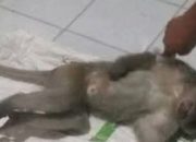 Monyet yang Teror Warga  Ditembak Mati, Kalau Tidak Disuntik Bius