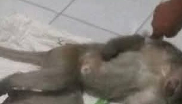 Monyet yang Teror Warga  Ditembak Mati, Kalau Tidak Disuntik Bius