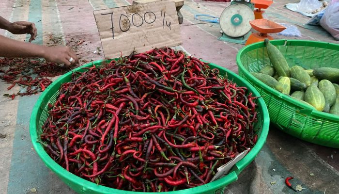 Intervensi Tak Bermanfaat untuk Petani di Sumut, Harga Cabai Kualitas Buruk Harga 7 Ribu