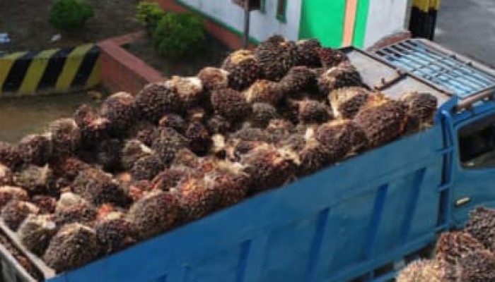 Dugaan ‘Permainan’ Timbangan di PKS Aek Torop PTPN IV Regional I: Hasil Timbangan Kebun Dikurangi, Truk Pihak Ketiga Ditambah