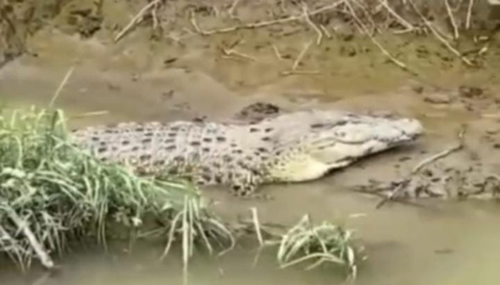 Viral Penampakan Seekor Buaya di Sungai Wampu