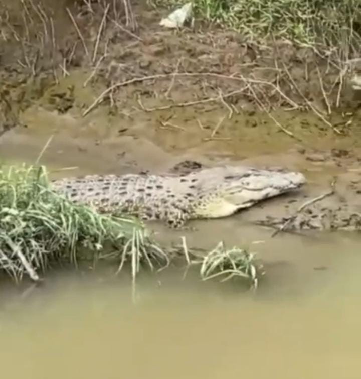 Viral Penampakan Seekor Buaya di Sungai Wampu