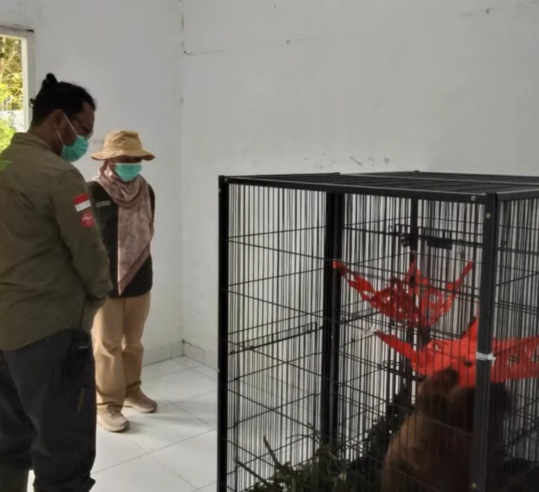 Empat Orangutan Dipulangkan dari Thailand dan Direhabilitasi di Langkat