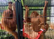 Korban Perdagangan Ilegal, Empat Orangutan Dipulangkan dari Thailand dan Direhabilitasi di Langkat