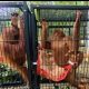 Korban Perdagangan Ilegal, Empat Orangutan Dipulangkan dari Thailand dan Direhabilitasi di Langkat