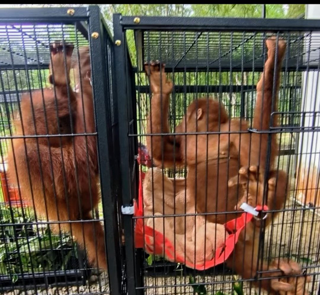 Korban Perdagangan Ilegal, Empat Orangutan Dipulangkan dari Thailand dan Direhabilitasi di Langkat