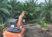 BBKSDA Sumut Pulihkan SM Karang Gading–Langkat Timur Laut, Klaim Musnahkan 100 Ha Sawit Ilegal