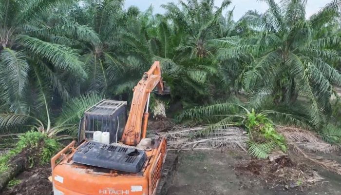 BBKSDA Sumut Pulihkan SM Karang Gading–Langkat Timur Laut, Klaim Musnahkan 100 Ha Sawit Ilegal