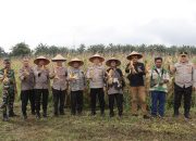Perkuat Ketahanan Pangan, Pemko Binjai Ikuti Panen Raya Jagung Serentak Nasional