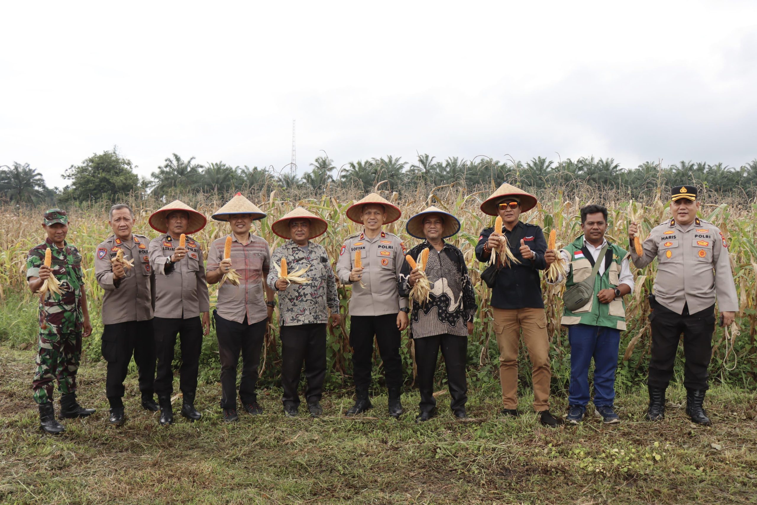 Perkuat Ketahanan Pangan, Pemko Binjai Ikuti Panen Raya Jagung Serentak Nasional