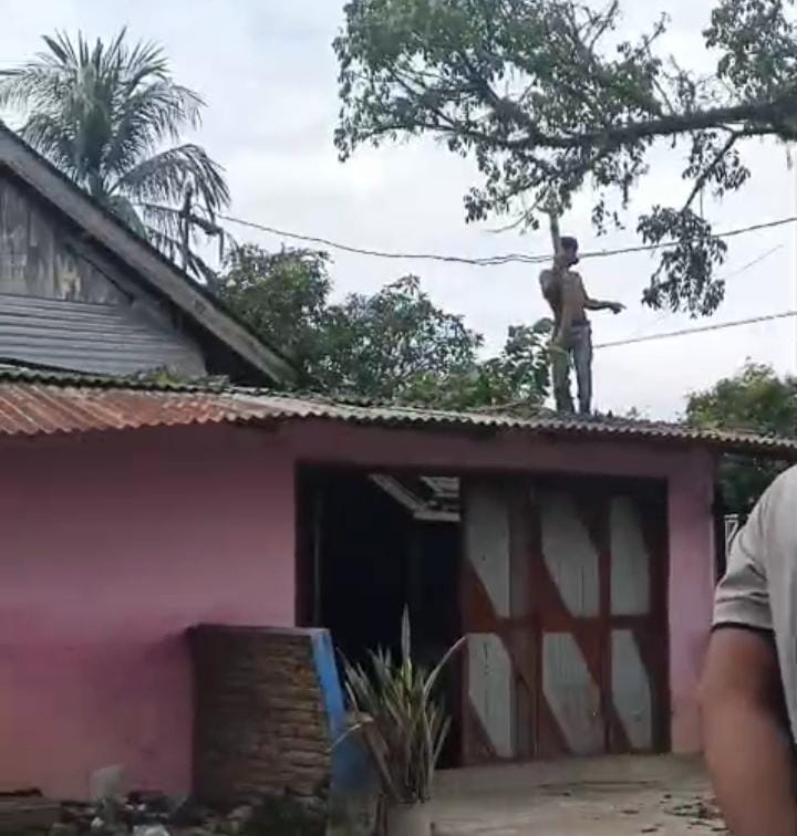 Penebangan Pohon Desa Gohor Lama