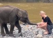 Dari Sungai hingga Hutan, Tangkahan Sajikan Petualangan Seru Bersama Gajah