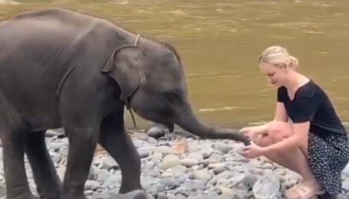 Dari Sungai hingga Hutan, Tangkahan Sajikan Petualangan Seru Bersama Gajah