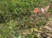 Dinas LH Langkat Bantah Terlibat, Misteri Penebangan Pohon Mahoni Picu Sorotan Publik