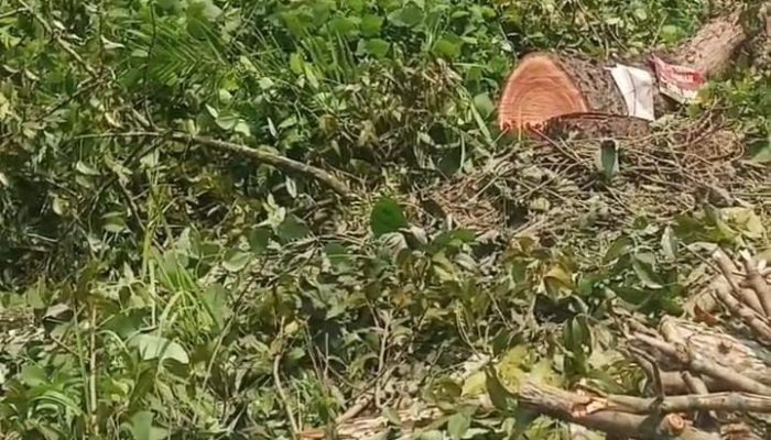 Dinas LH Langkat Bantah Terlibat, Misteri Penebangan Pohon Mahoni Picu Sorotan Publik